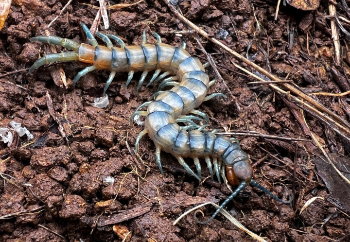 Centipede